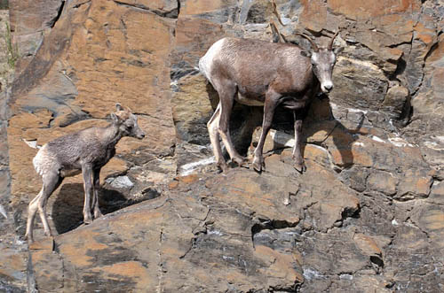 Bighorn Sheep, Jasper National Park